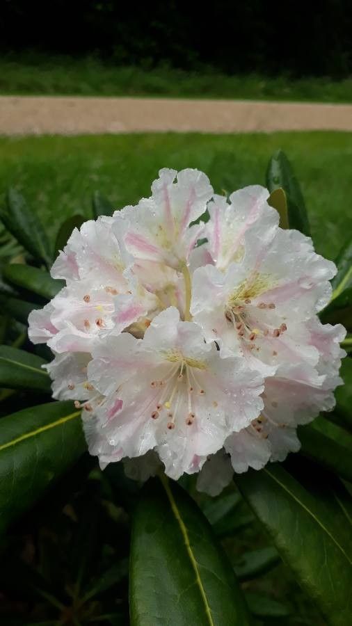 Rhododendron fauriei flower