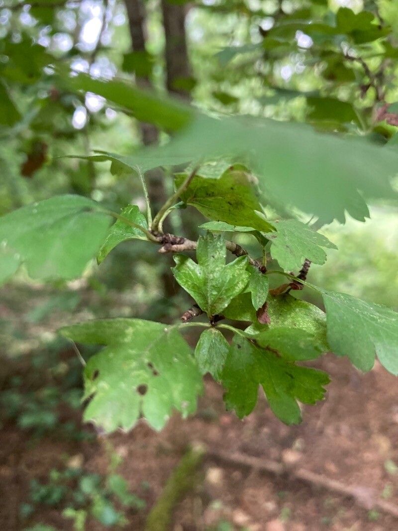 Crataegus rosiformis — search result for 'Ukraine'
