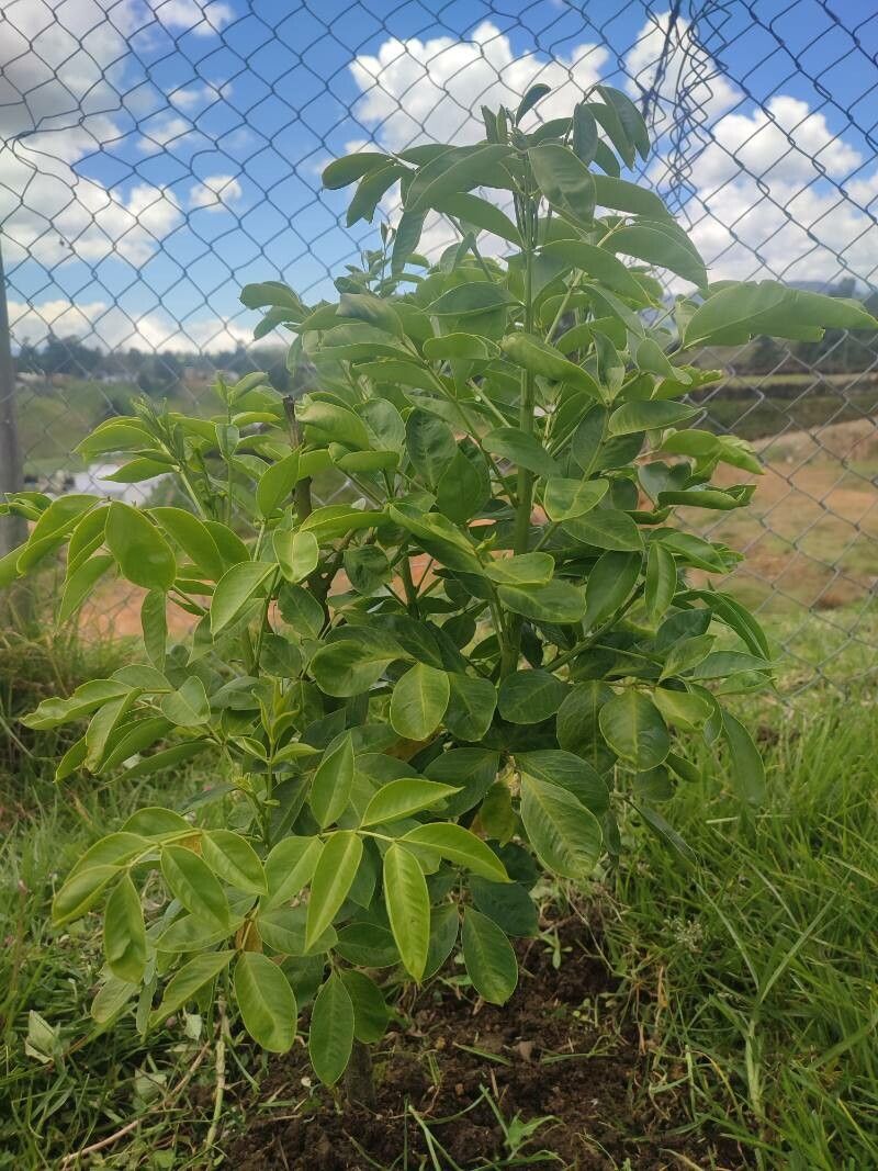 Senna pistaciifolia habit