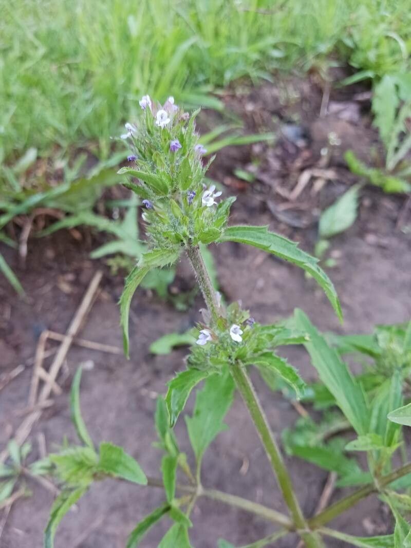 Dracocephalum parviflorum flower