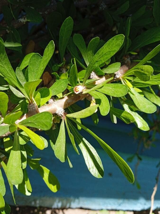 Jatropha dioica flower