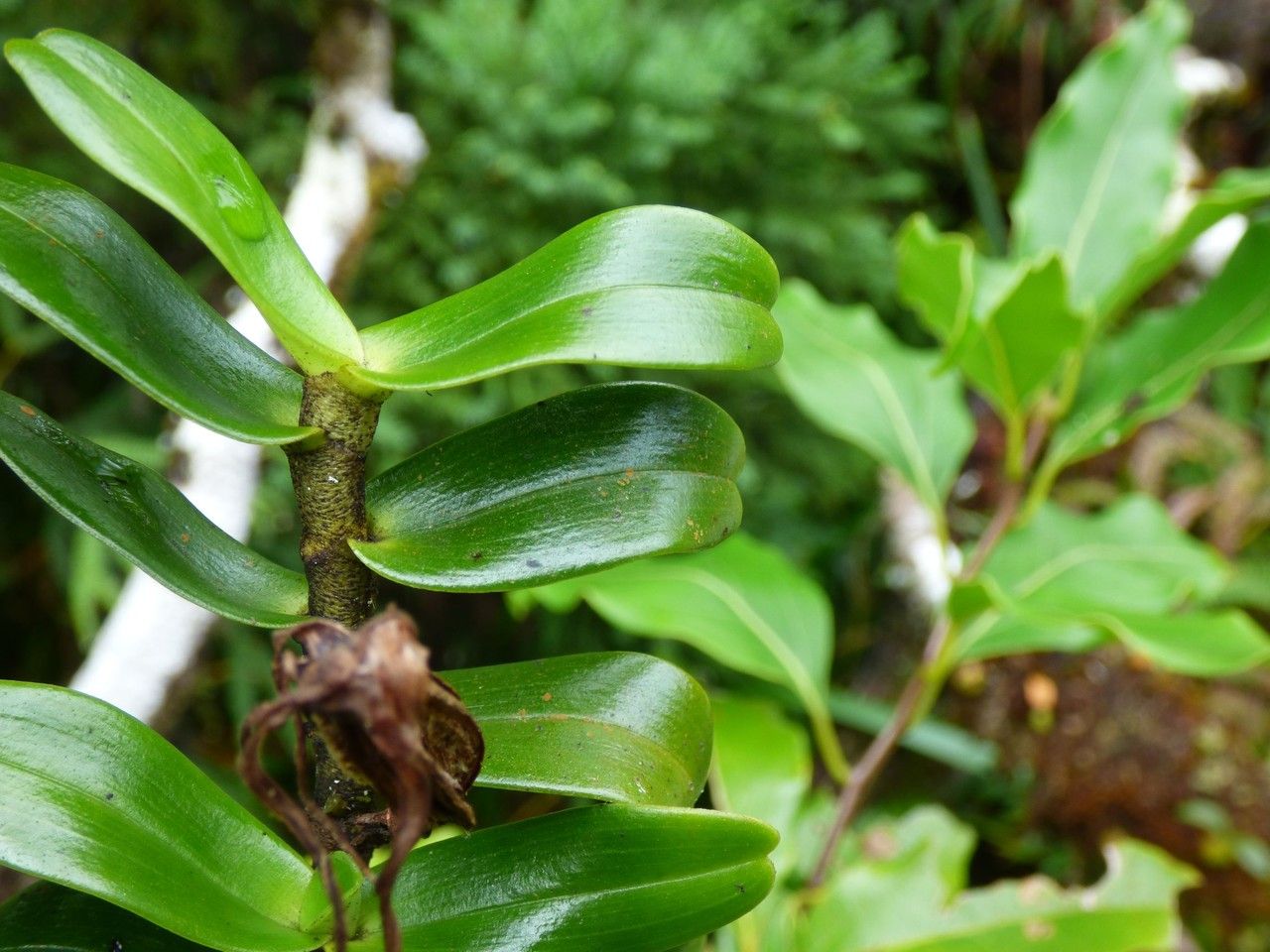 Angraecum germinyanum — houseplant care guide