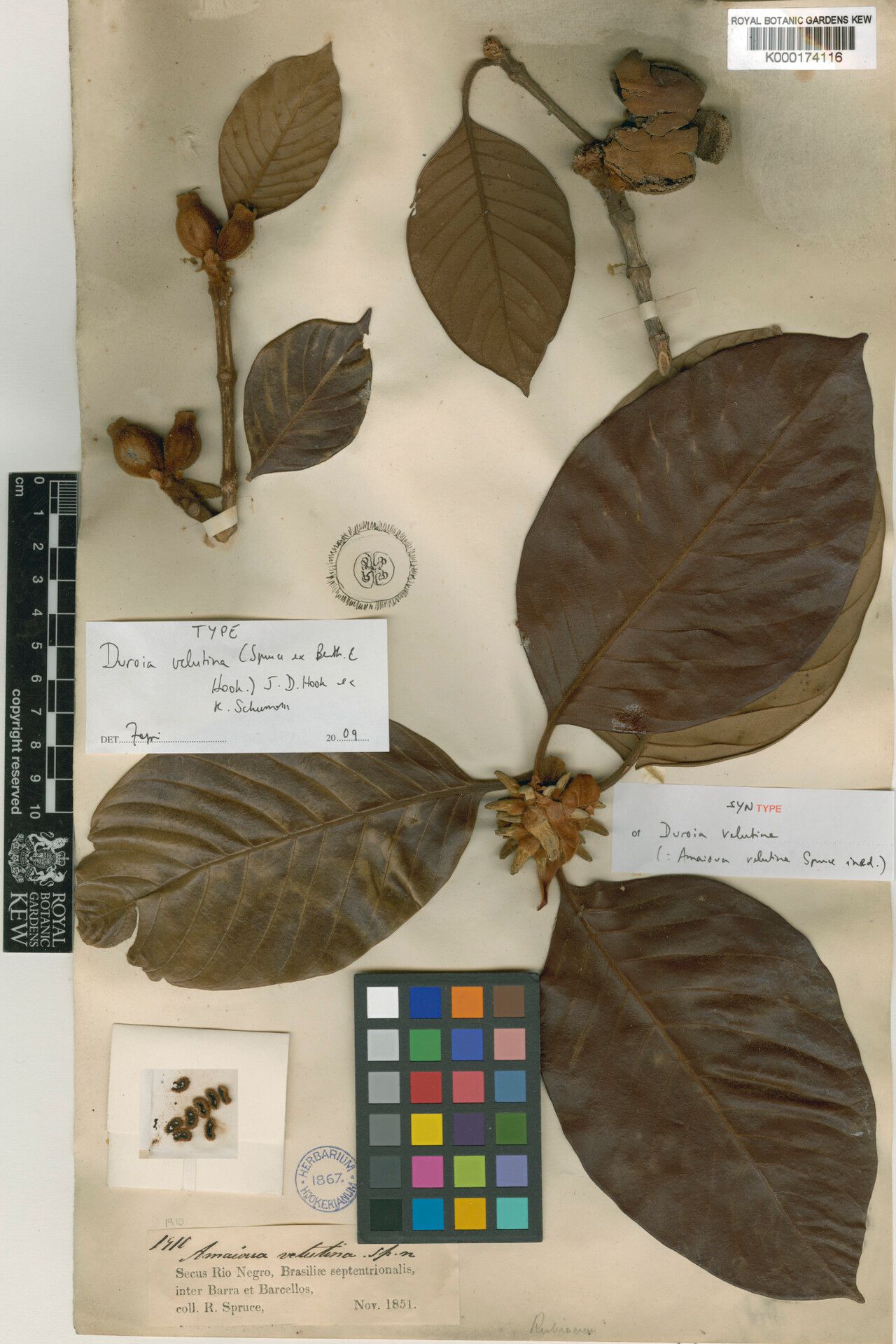 Duroia velutina fruit