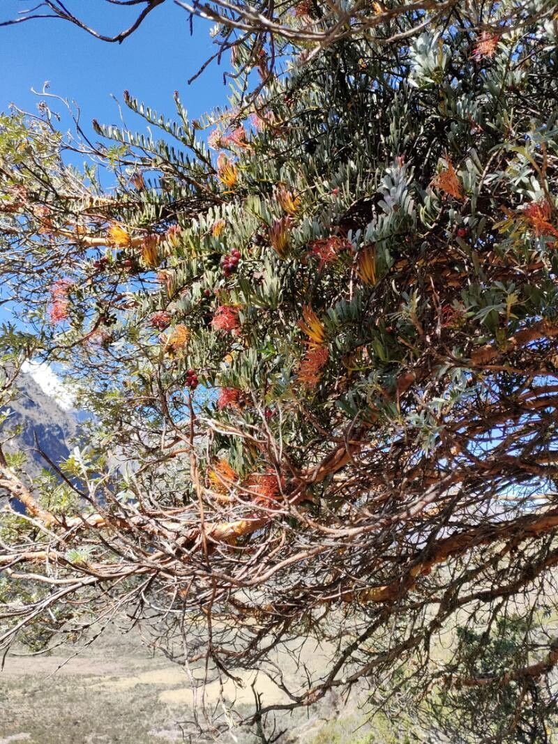 Tristerix longibracteatus habit