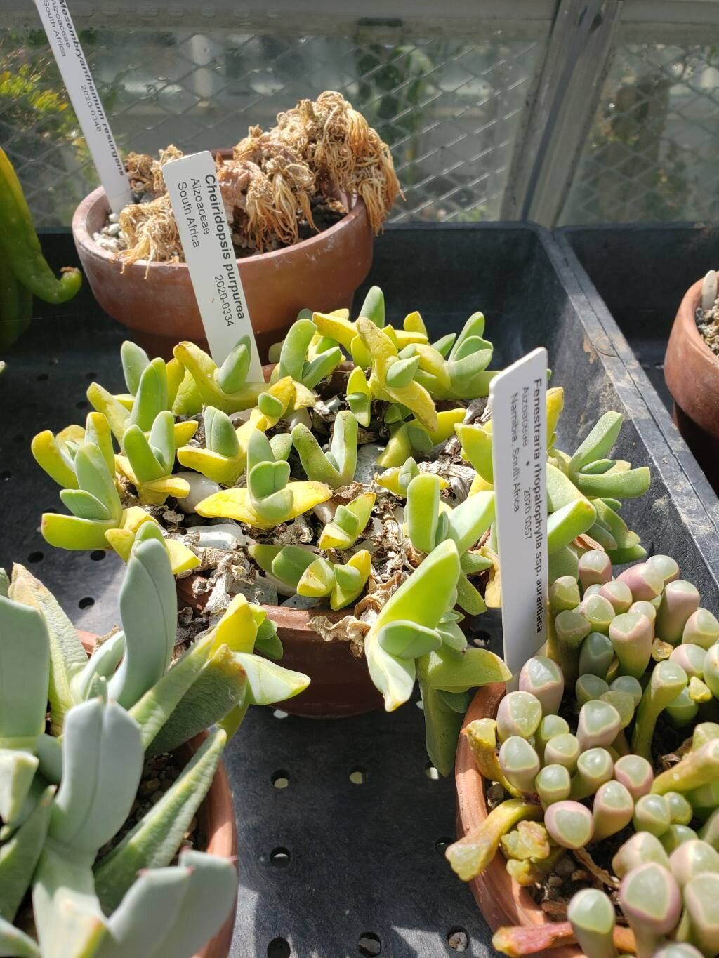 Cheiridopsis purpurea habit