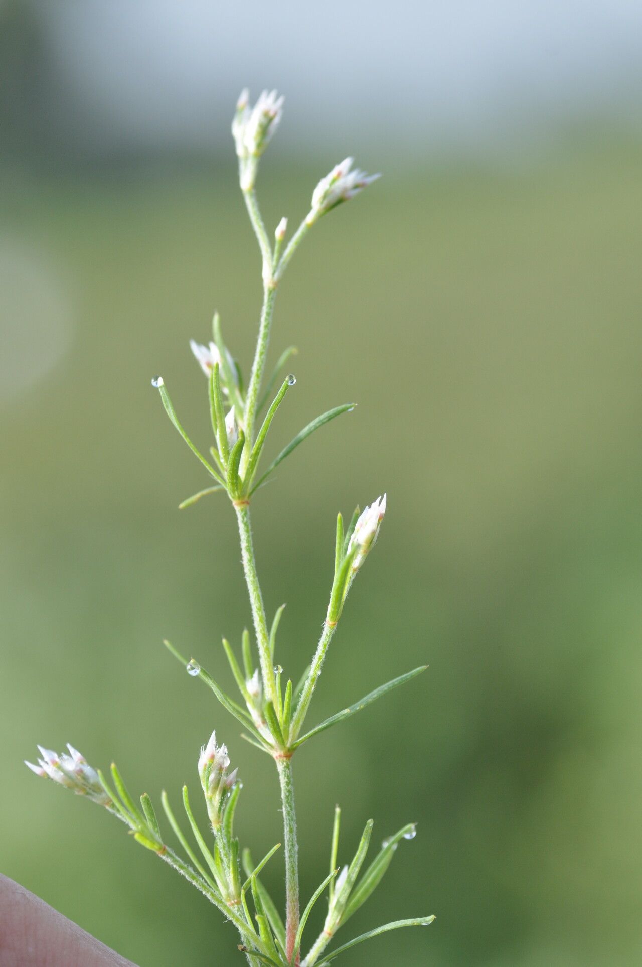 Polycarpaea corymbosa flower