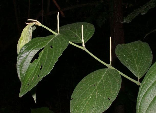 Piper scintillans other