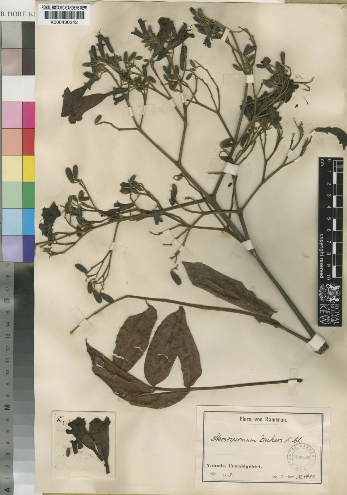 Stereospermum zenkeri — search result for 'Stereospermum'