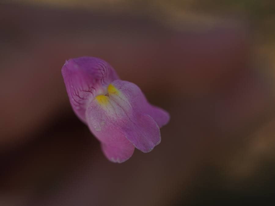 Antirrhinum barrelieri flower