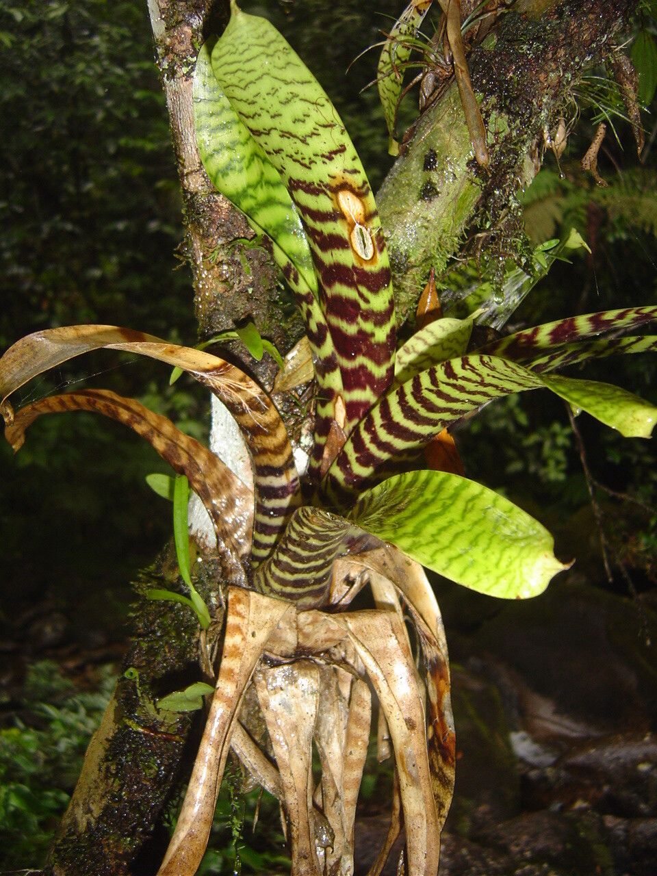 Vriesea hieroglyphica habit