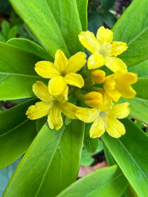 Daphne gemmata flower