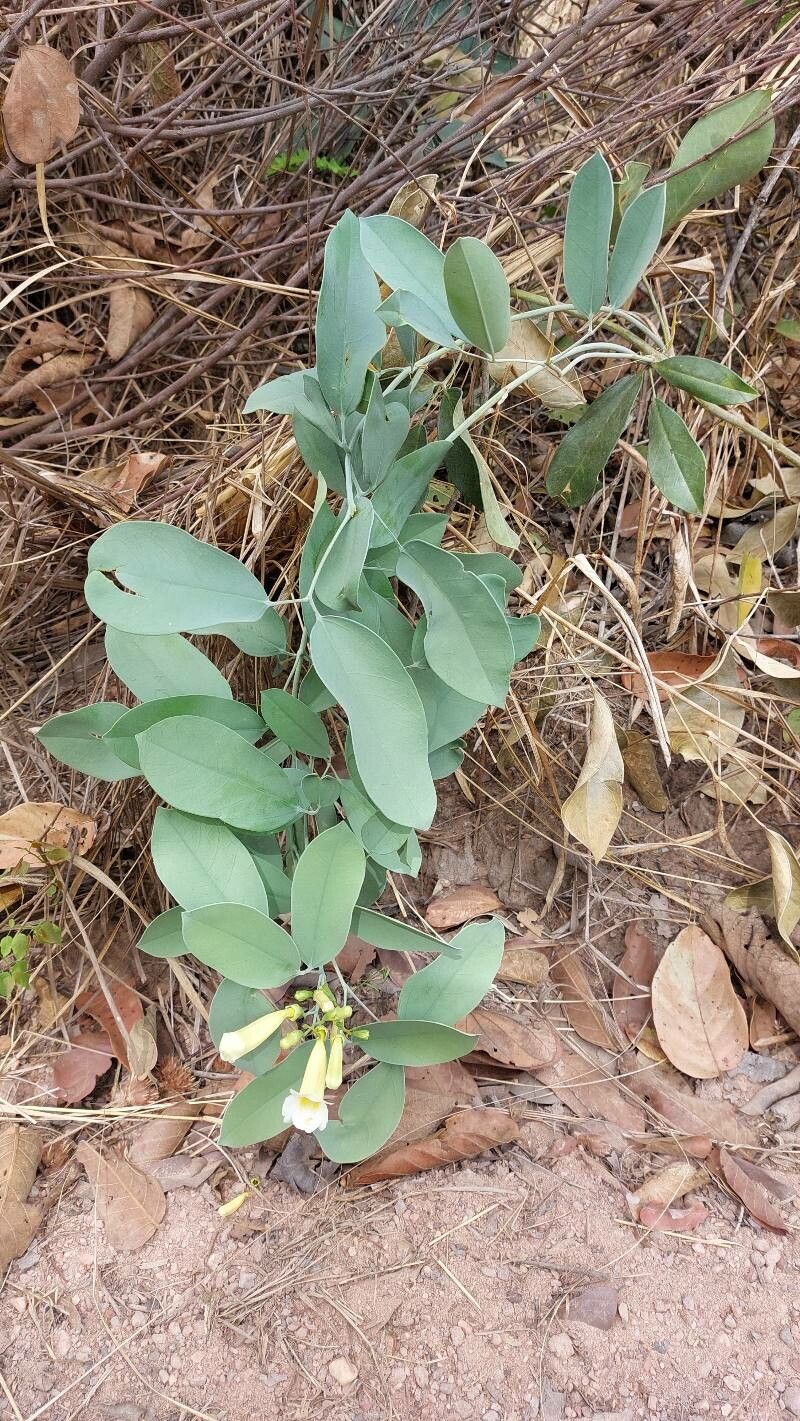 Anemopaegma glaucum habit