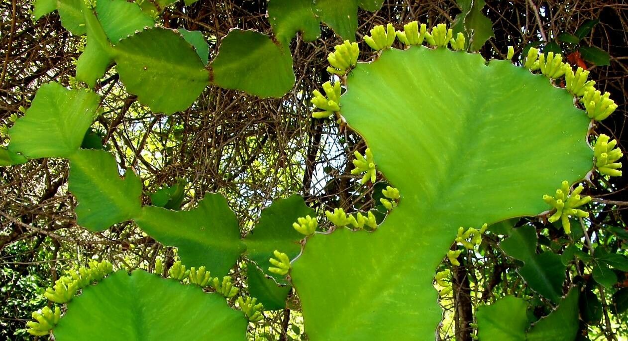 Euphorbia grandialata flower
