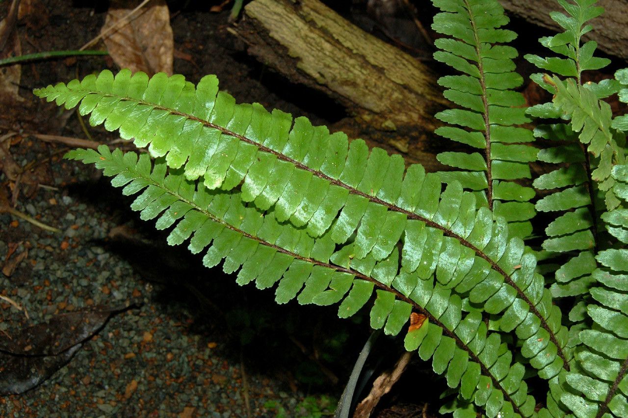Asplenium pseudotenerum leaf