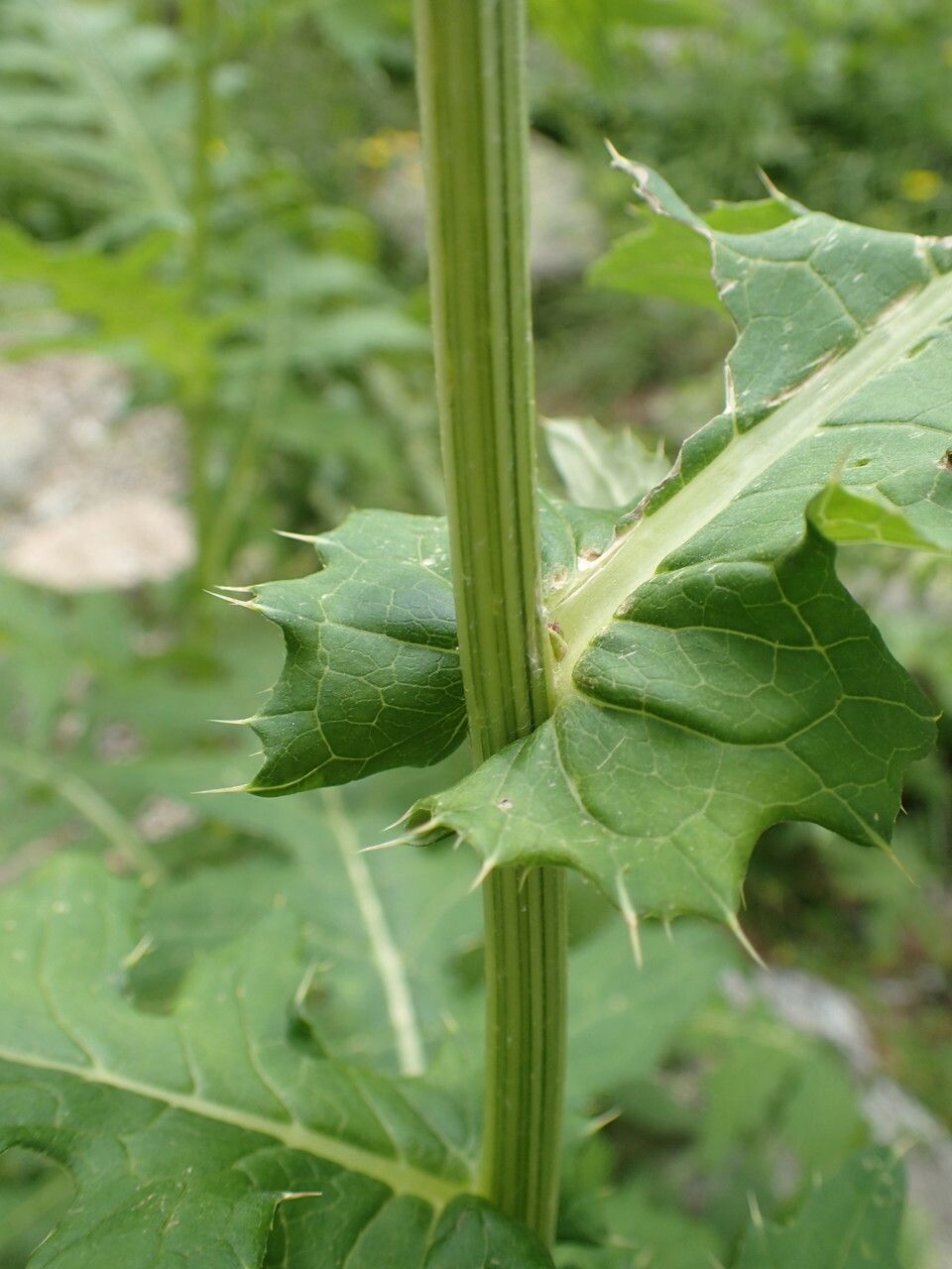 Cirsium alsophilum bark