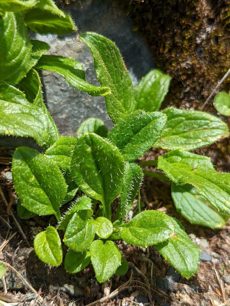 Doronicum glaciale — search result for 'Doronicum'
