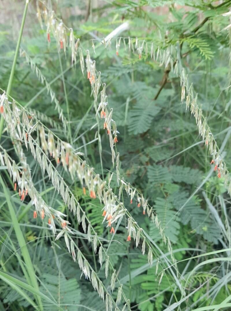 Bouteloua curtipendula habit