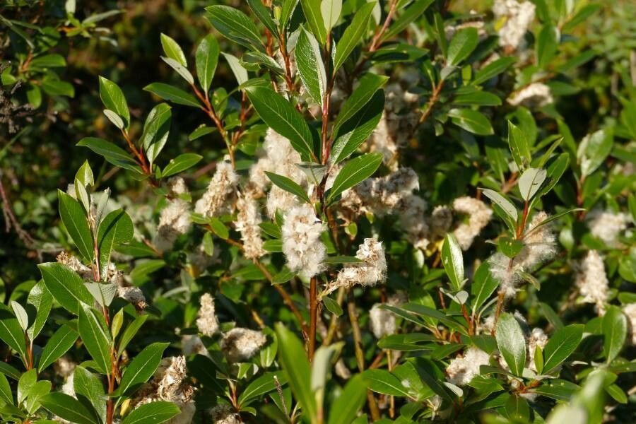 Salix arctica — search result for 'Salicaceae'