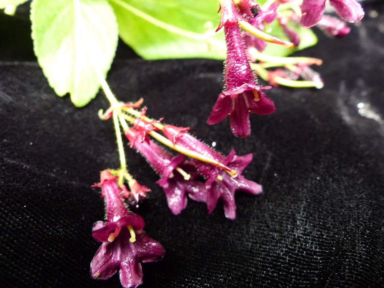 Didymocarpus aromaticus — related species from the same genus