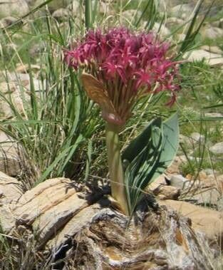 Boophone haemanthoides — related species from the same genus