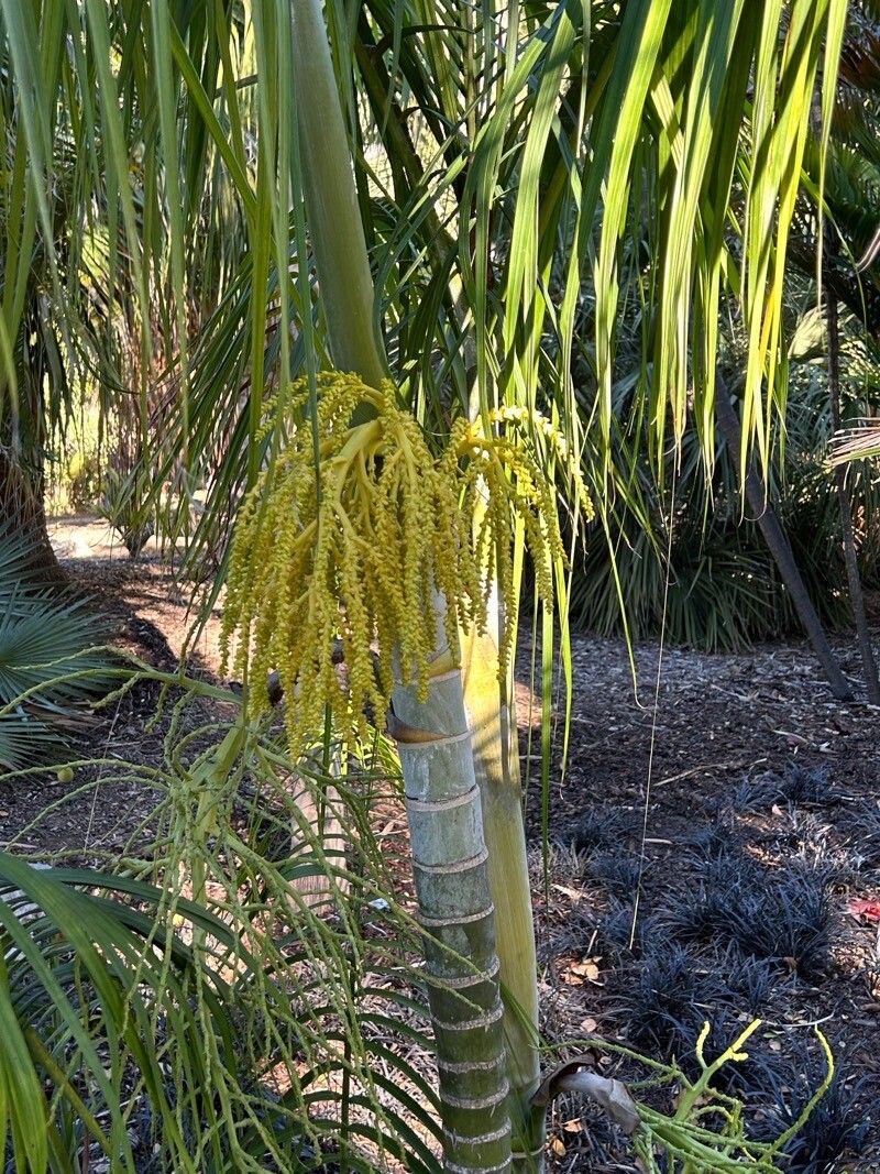 Dypsis scottiana flower