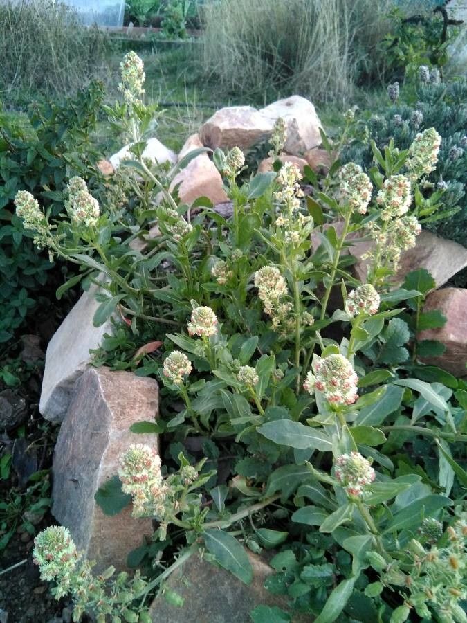 Reseda odorata — search result for 'Reseda'