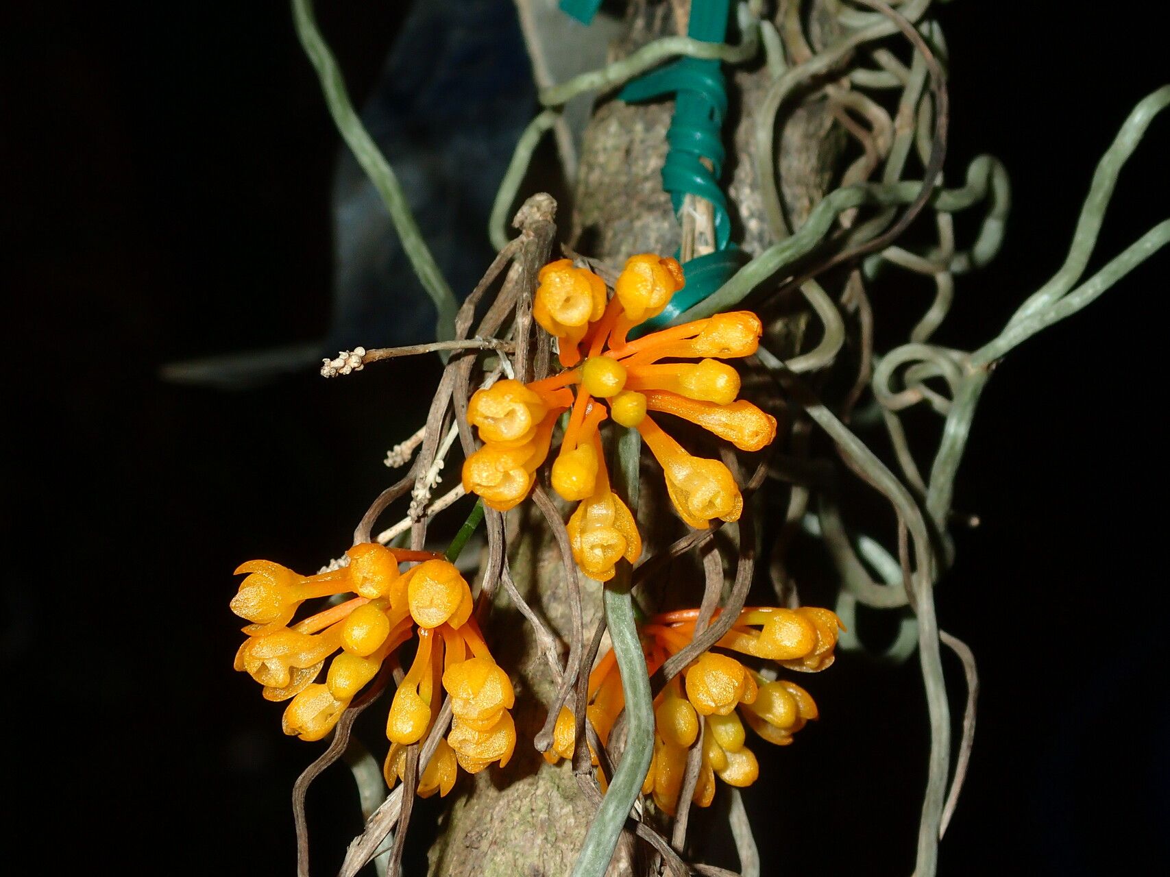 Microcoelia gilpiniae other