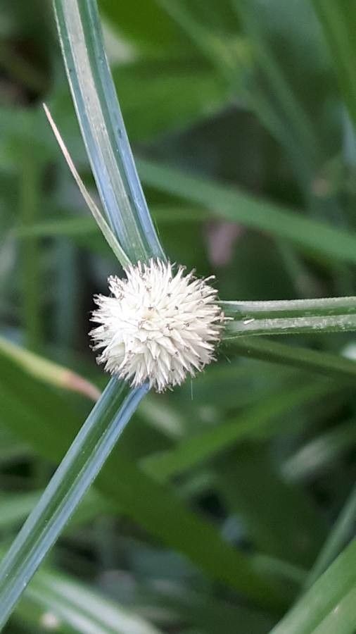 Kyllinga brevifolia flower