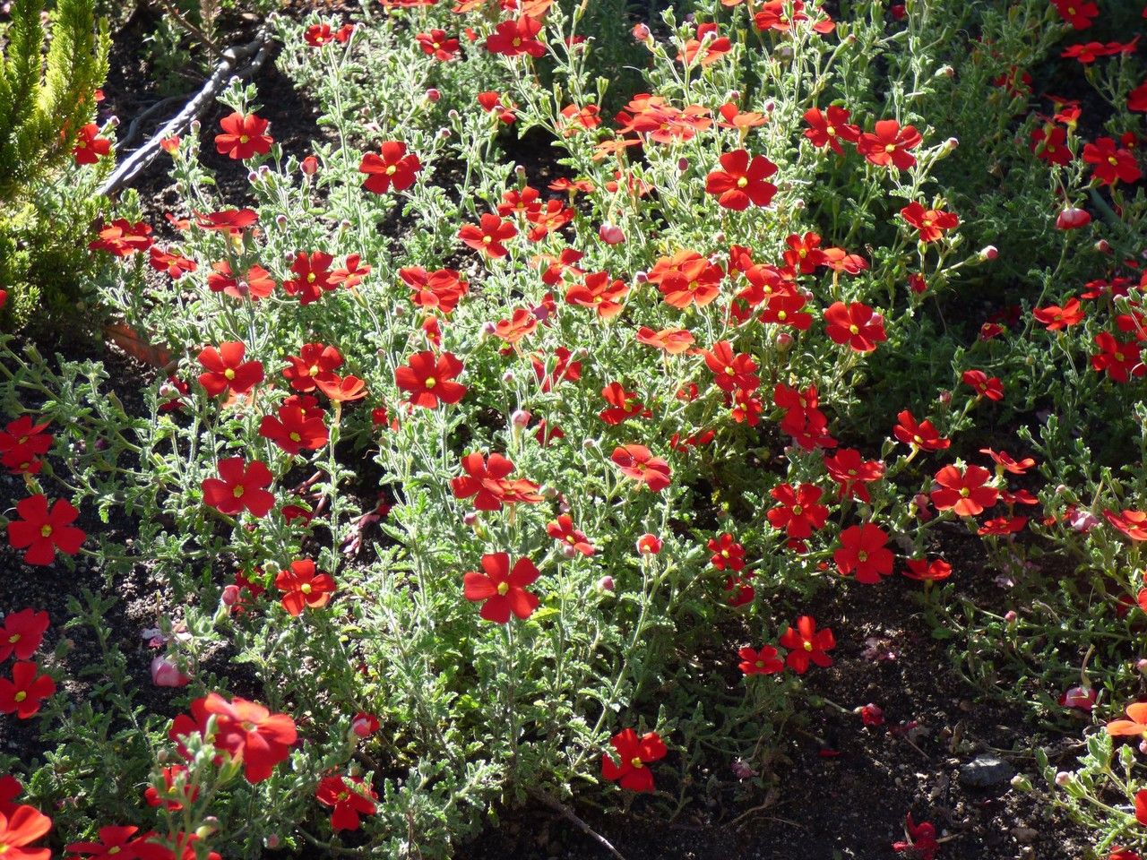 Jamesbrittenia bergae other