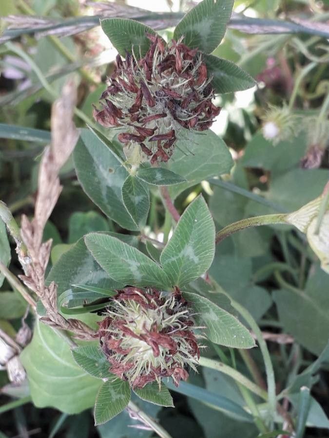 Trifolium medium fruit