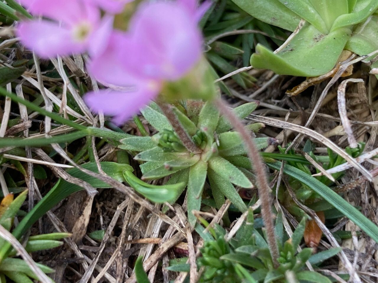 Androsace laggeri — houseplant care guide