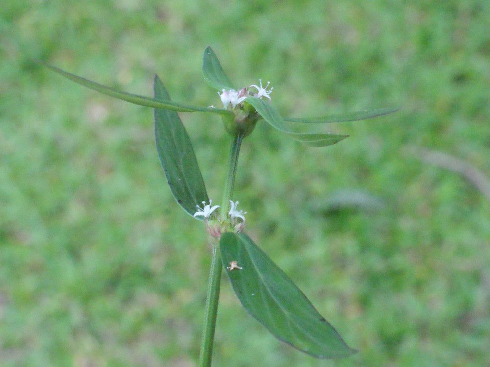 Spermacoce assurgens habit