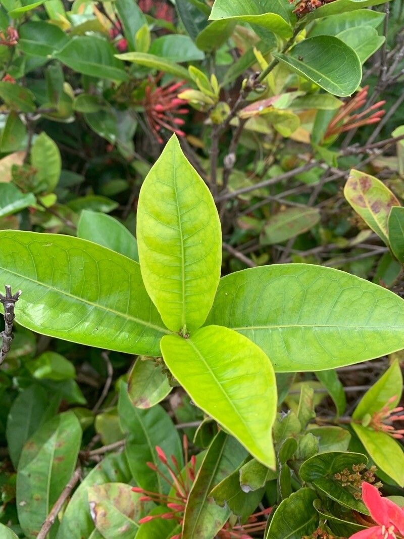 Ixora spp. — search result for 'Ixora'
