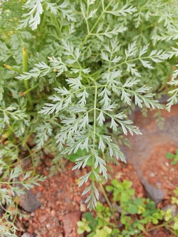 Sphallerocarpus gracilis — houseplant care guide