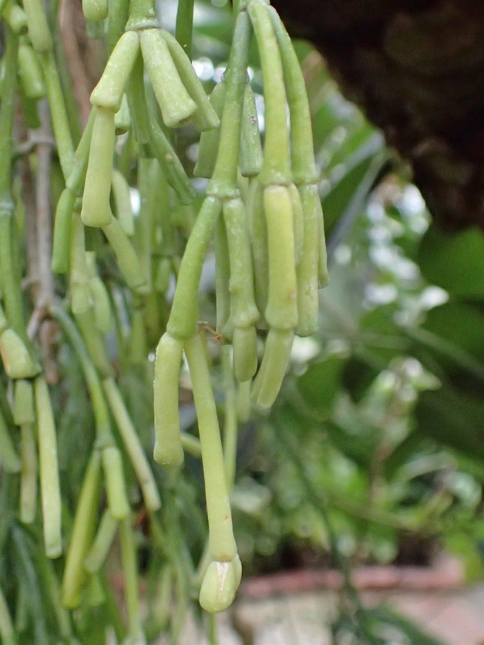 Rhipsalis clavata fruit