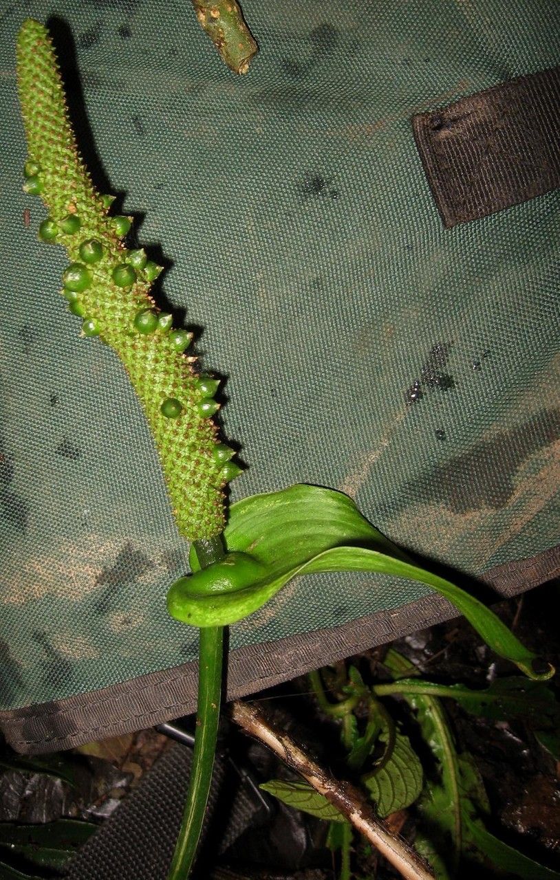 Anthurium oerstedianum bark