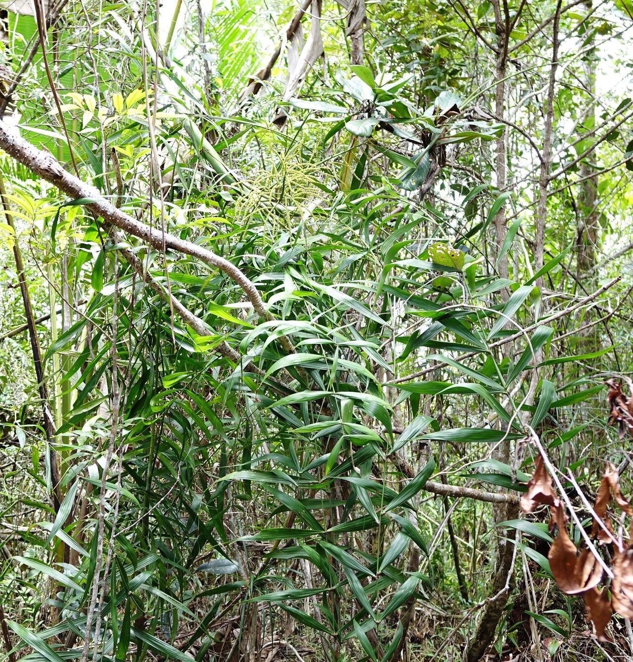 Dypsis scandens — houseplant care guide