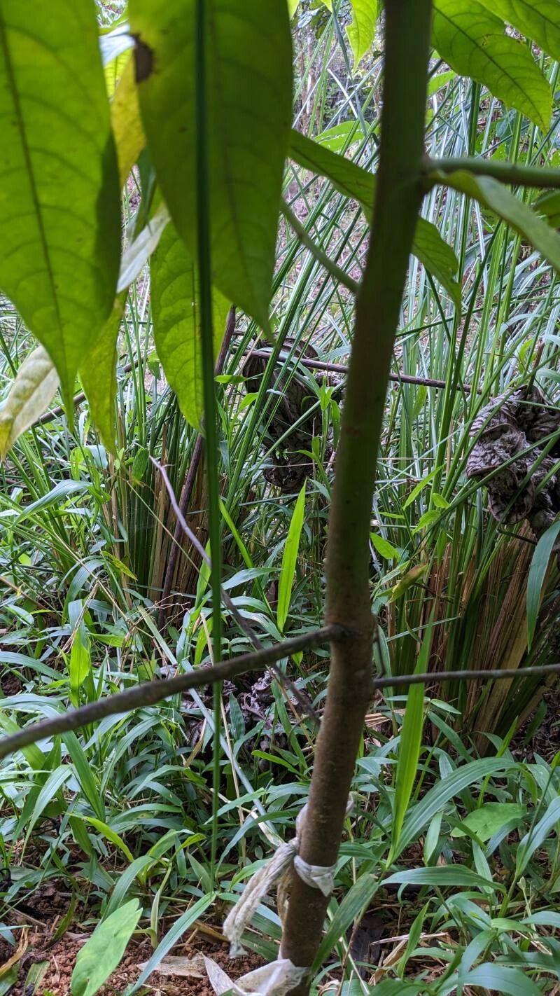 Guatteria costaricensis bark