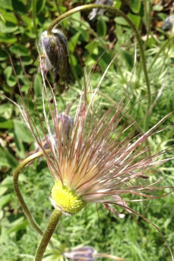 Anemone pulsatilla fruit