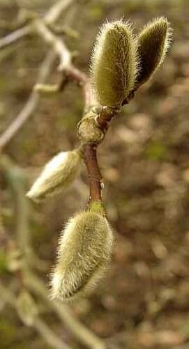 Magnolia × loebneri flower