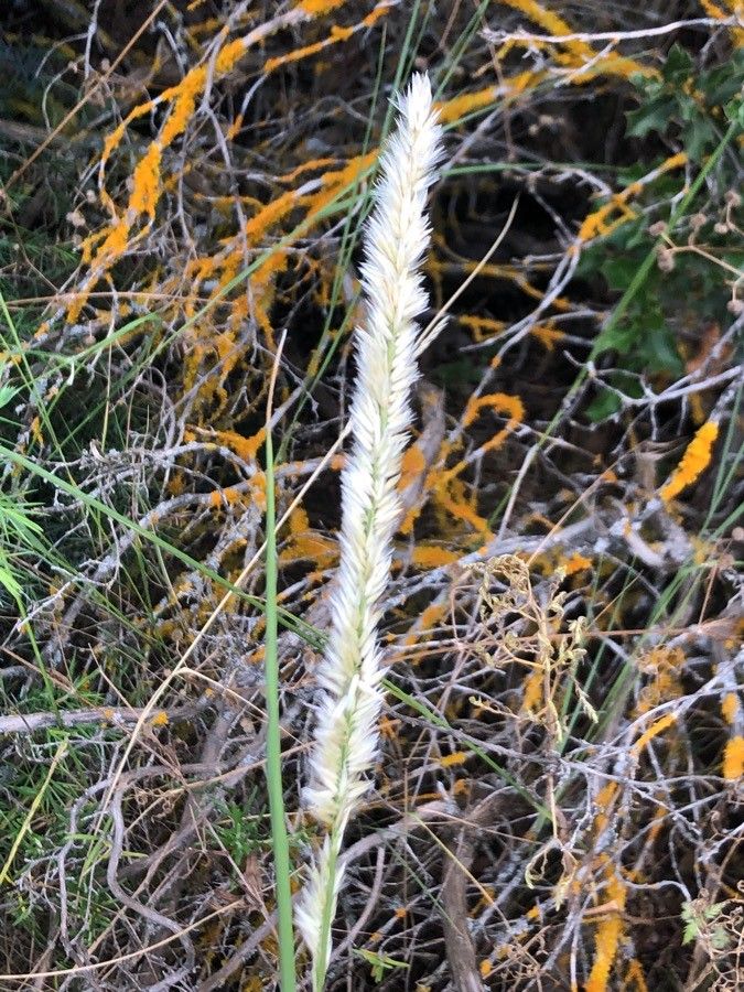 Stipa lagascae fruit