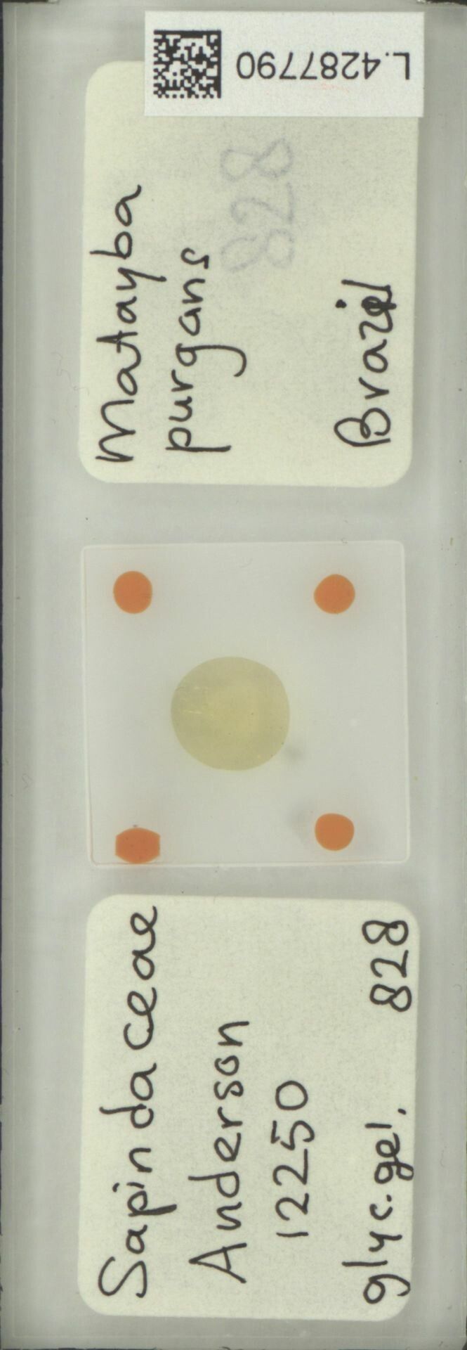 Matayba purgans fruit