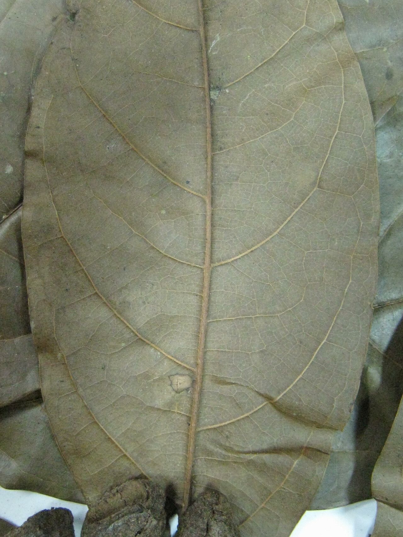 Licaria pachycarpa other