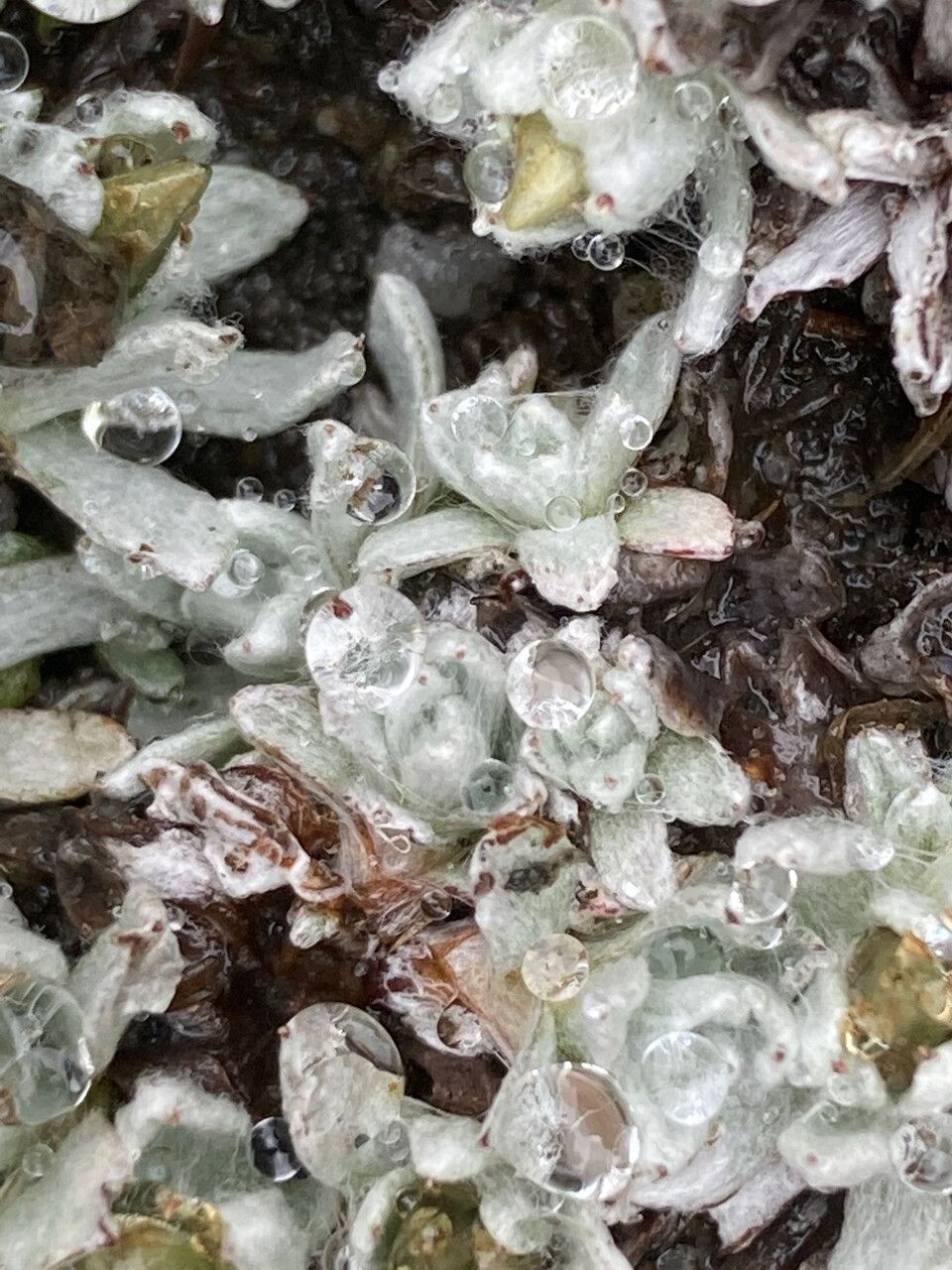 Mniodes radians leaf