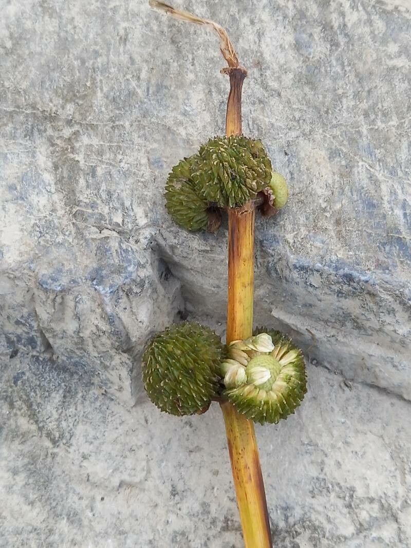 Sagittaria sagittifolia fruit