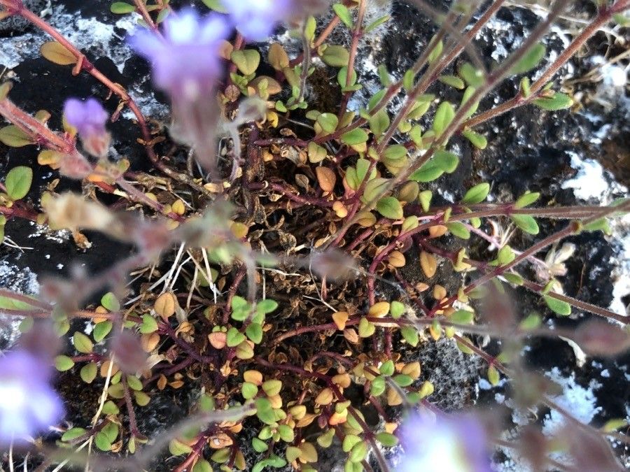 Chaenorrhinum origanifolium leaf