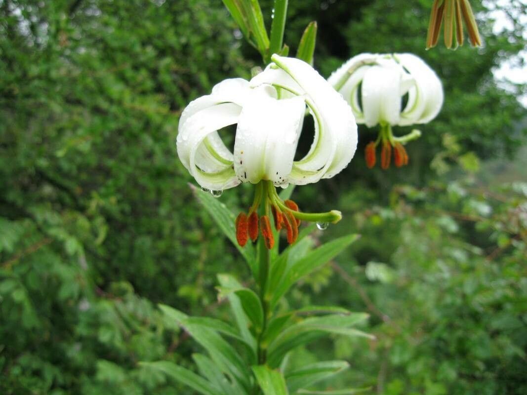 Lilium ledebourii flower