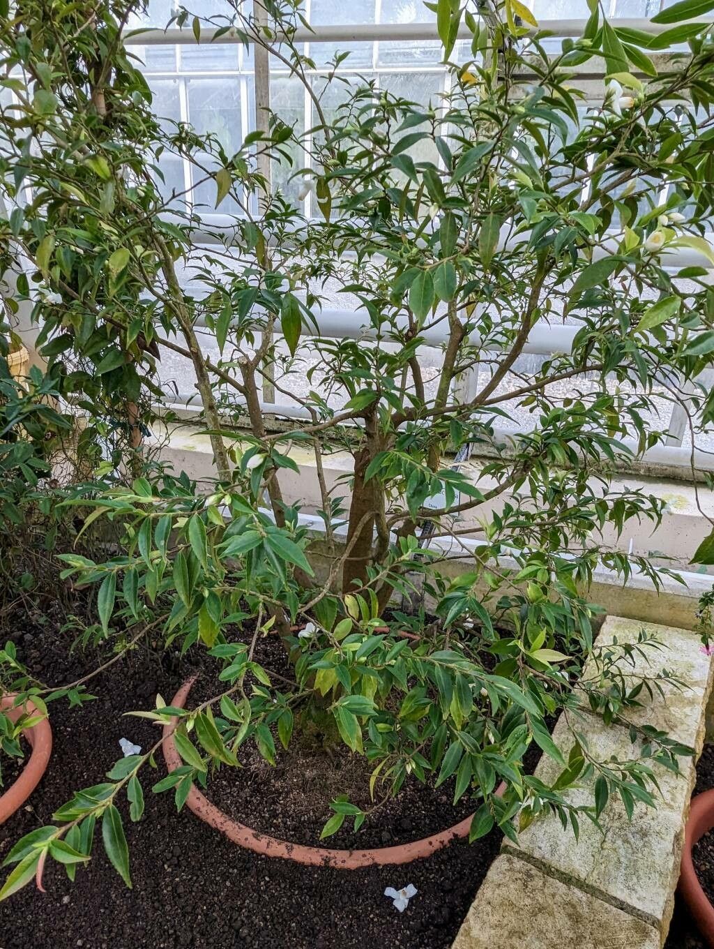 Camellia salicifolia habit