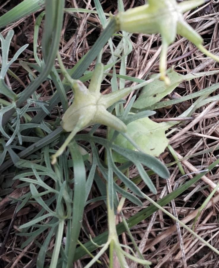 Nigella arvensis fruit