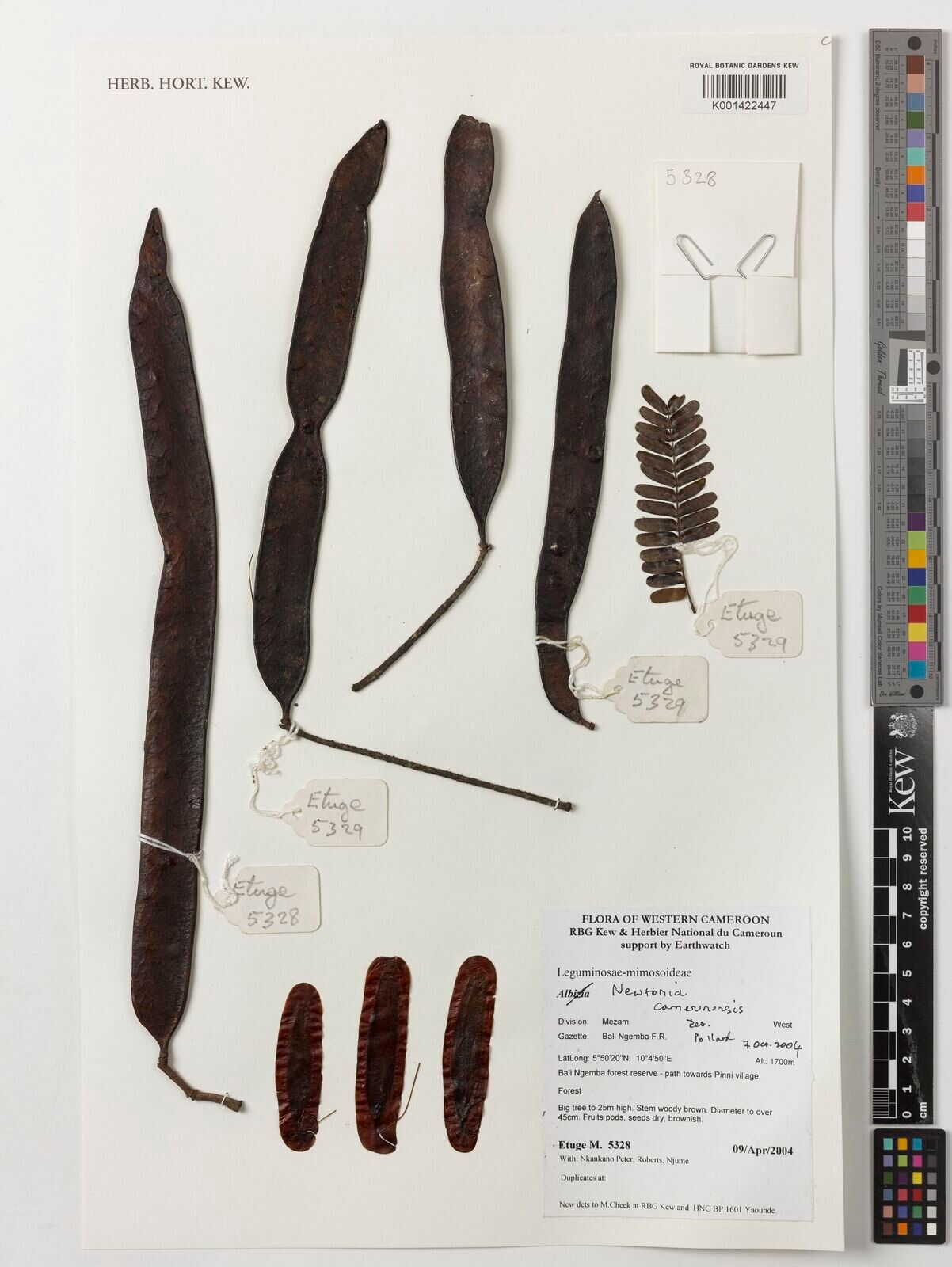 Newtonia camerunensis — related species from the same genus
